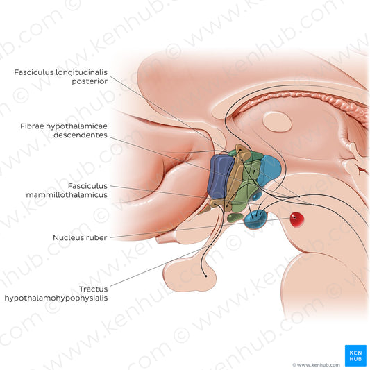 Hypothalamus: tracts (Latin)