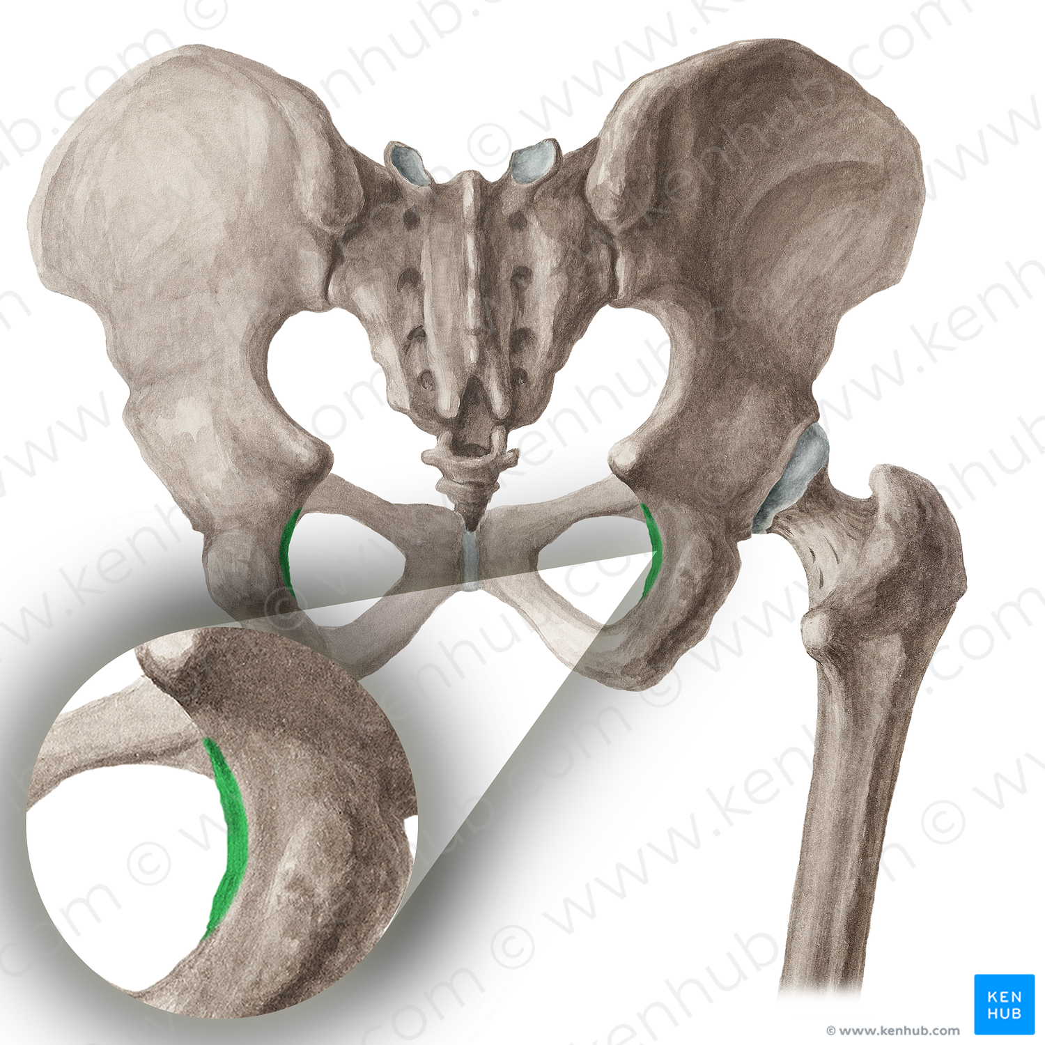 Lesser sciatic notch of hip bone (#16066)