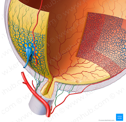 Short posterior ciliary arteries (#1124)
