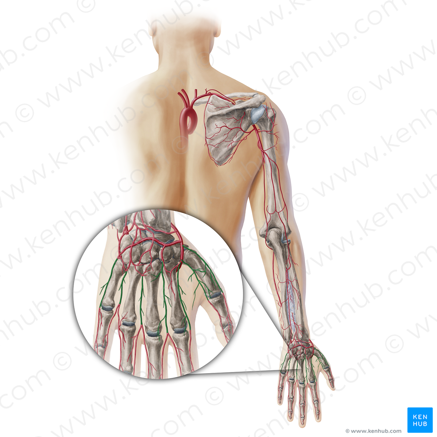 Metacarpal arteries (#19432)