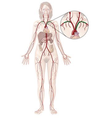 Subclavian artery (#1812)