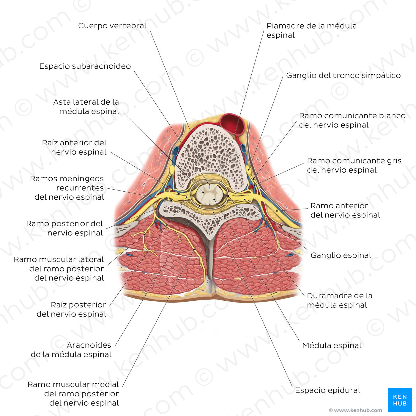 Spinal cord in situ (Spanish)