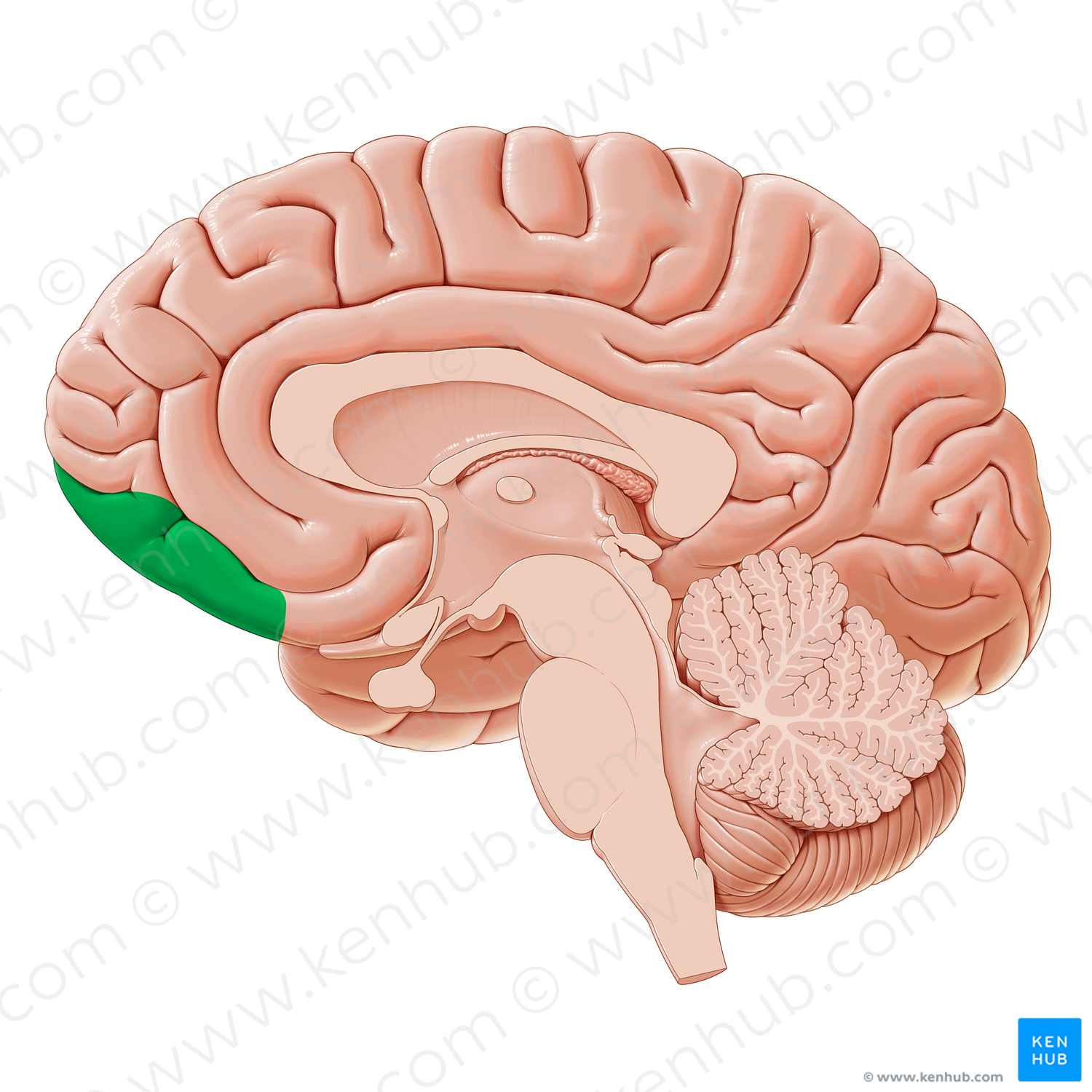 Orbitofrontal cortex (#20334)