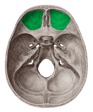 Superior surface of orbital plate of frontal bone (#3547)