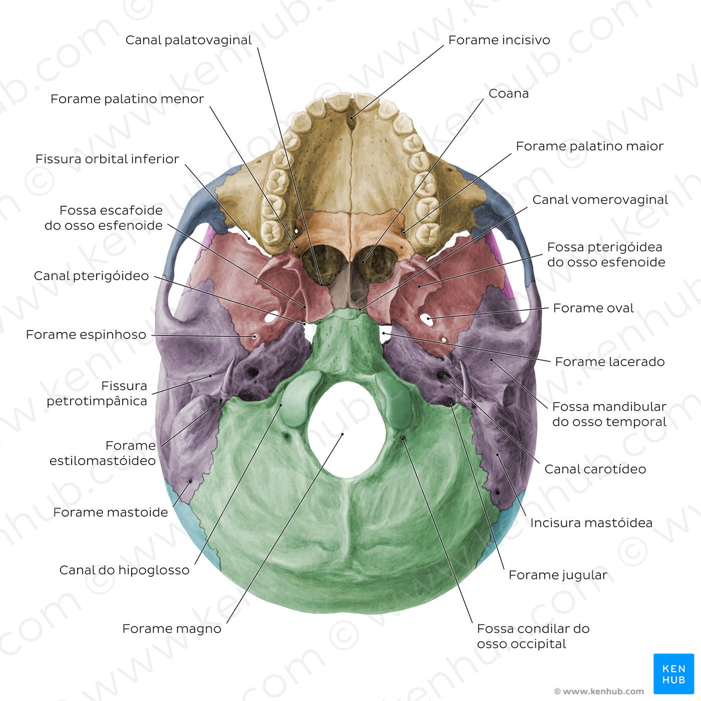 Inferior base of the skull - Foramina, fissures, and canals - Colored (Portuguese)