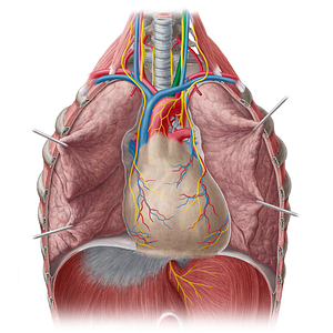 Left common carotid artery (#949)
