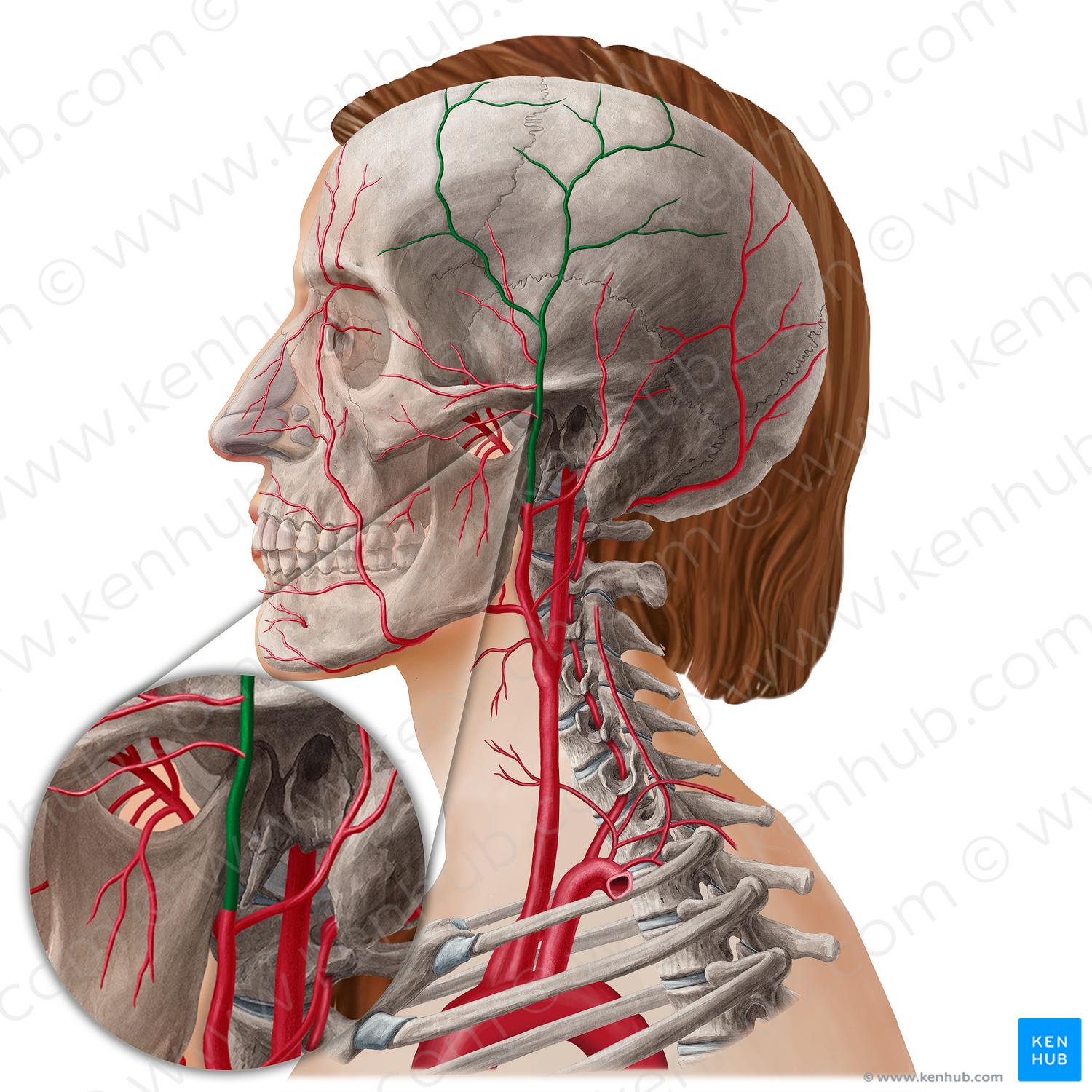 Superficial temporal artery (#21804)