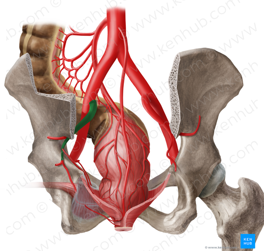 Left internal iliac artery (#1432)