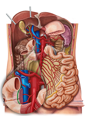 Anterior superior pancreaticoduodenal artery (#1599)