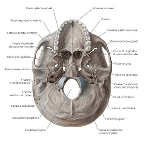 Inferior base of the skull - Foramina, fissures, and canals (Portuguese)