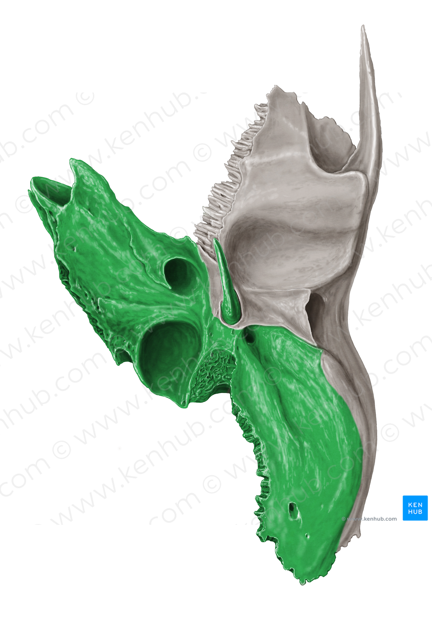 Petrous part of temporal bone (#19688)