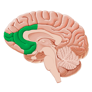 Ventromedial prefrontal cortex (#20338)