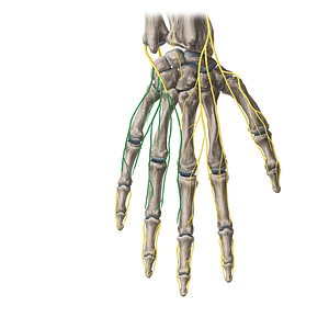 Dorsal digital branches of ulnar nerve (#20402)