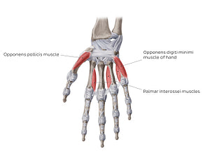 Muscles of the hand: deepest muscles (English)