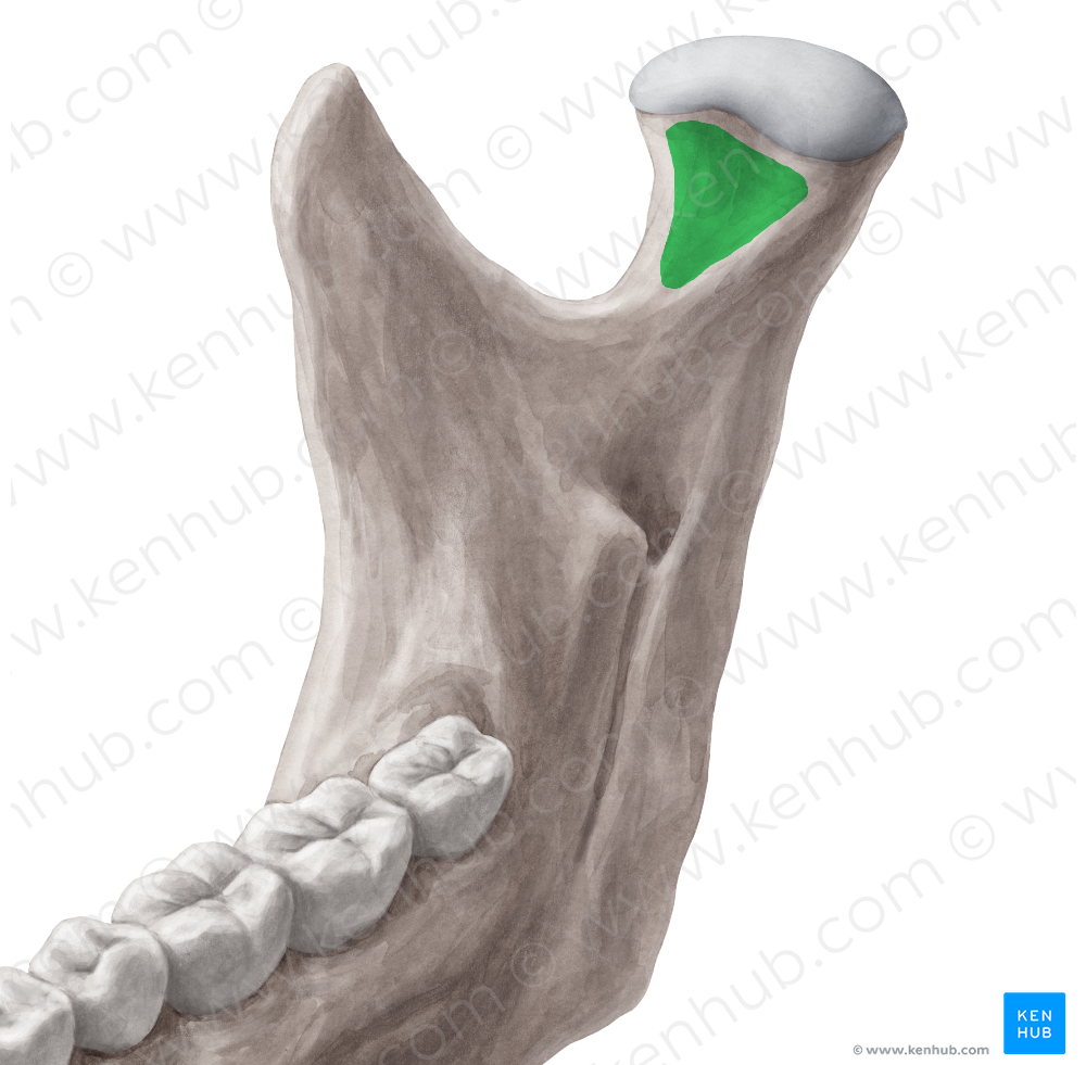 Pterygoid fovea of mandible (#3909) – Kenhub Image License Store