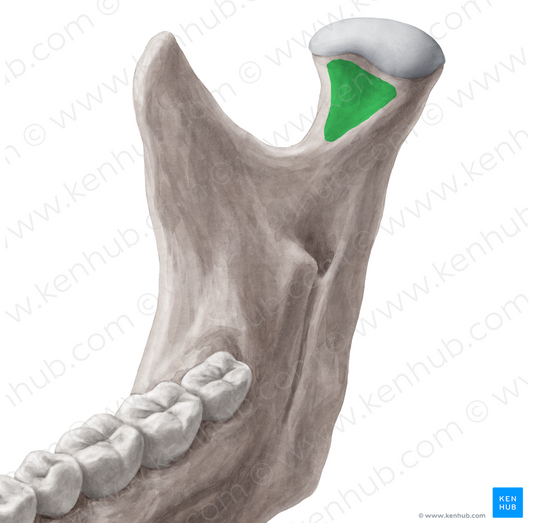 Pterygoid fovea of mandible (#3909)