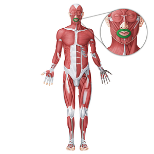 Orbicularis oris muscle (#18716)