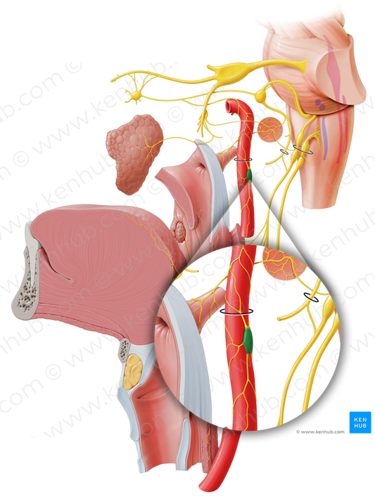 Superior cervical ganglion (#3956)