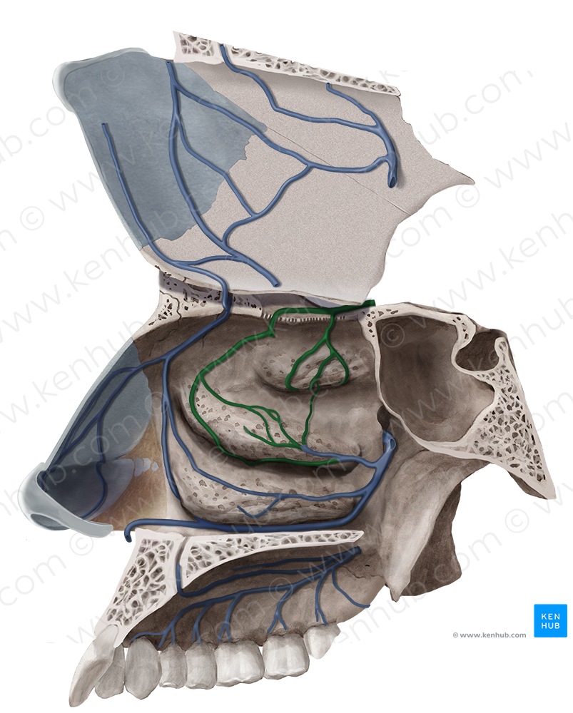 Septal and lateral nasal branches of posterior ethmoidal vein (#8561)