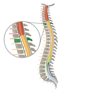 Vertebra T1 (#16100)