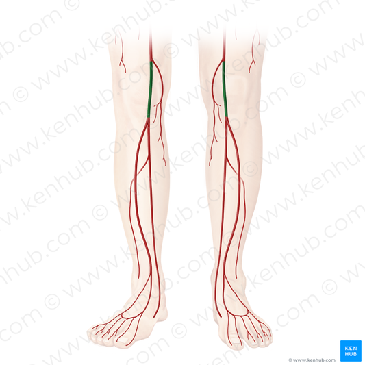 Popliteal artery (#1641)