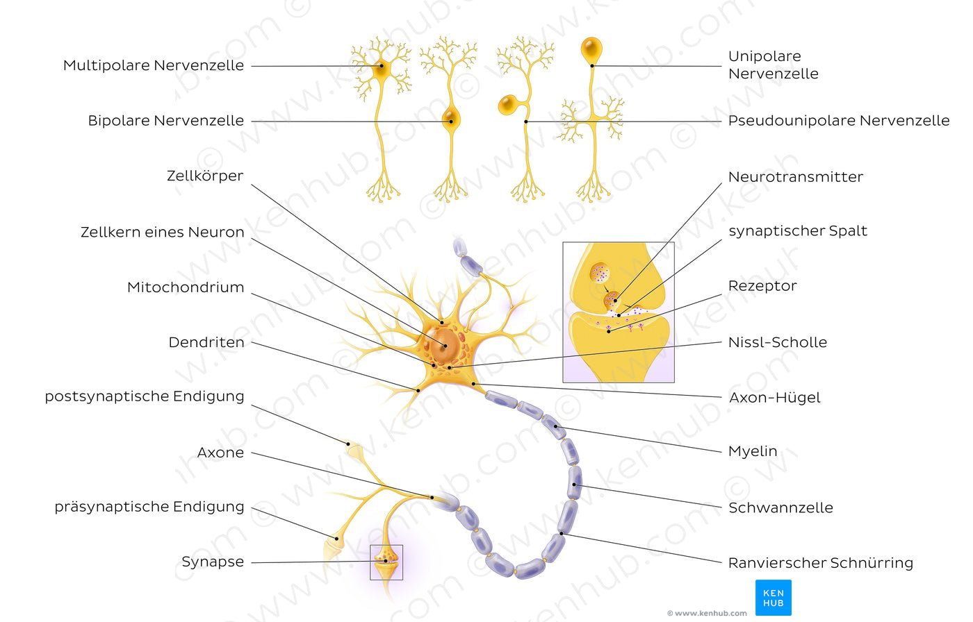 Neurons: Structure and types (German)