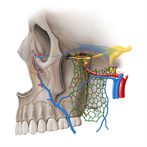 Pterygoid venous plexus (#18474)