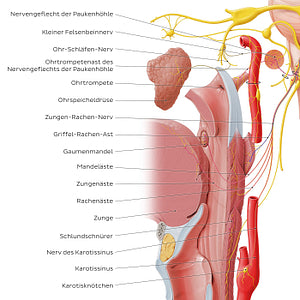 Glossopharyngeal nerve (distal branches) (German)