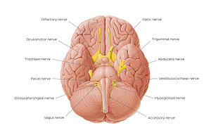 12 cranial nerves (English)