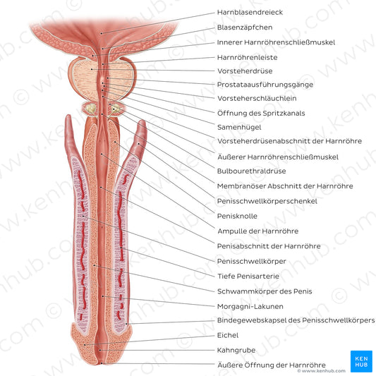 Penis and male urethra (German)