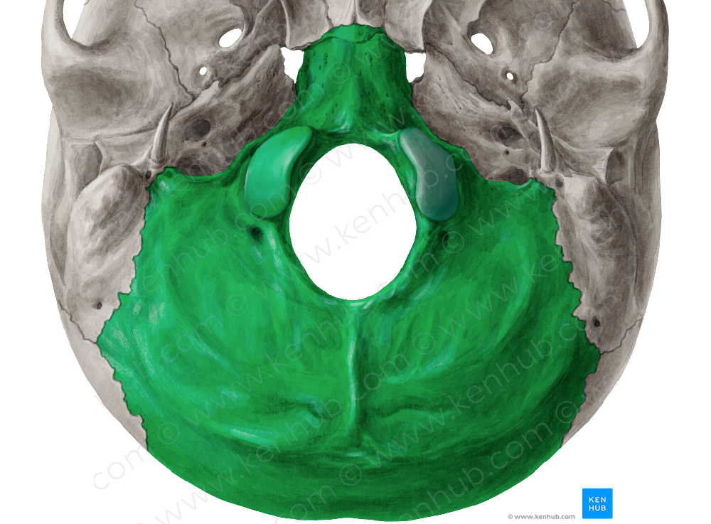 Occipital bone (#7444)