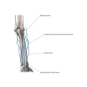 Veins of the forearm: Posterior view (German)