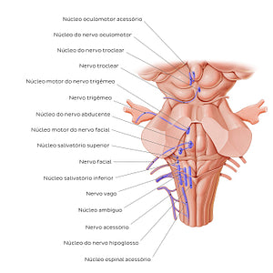 Cranial nerve nuclei - posterior view (efferent) (Portuguese)