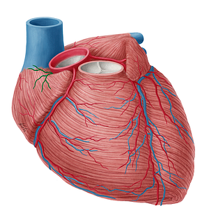 Sinuatrial nodal branch of right coronary artery (#8762)