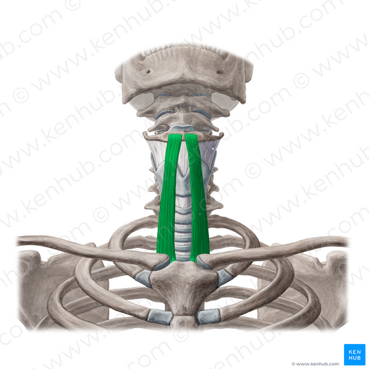 Sternohyoid muscle (#6015)
