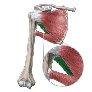 Teres minor muscle (#20000)