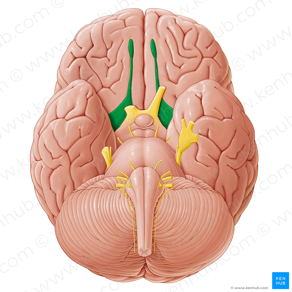 Olfactory nerve (#6622)