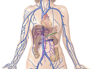 Splenic vein (#10584)