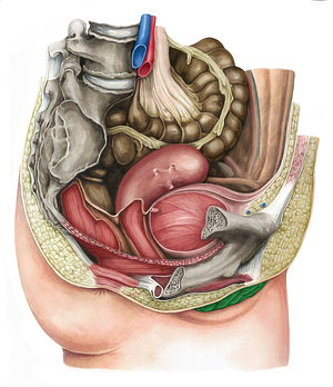 Labium minus of vulva (#4360)