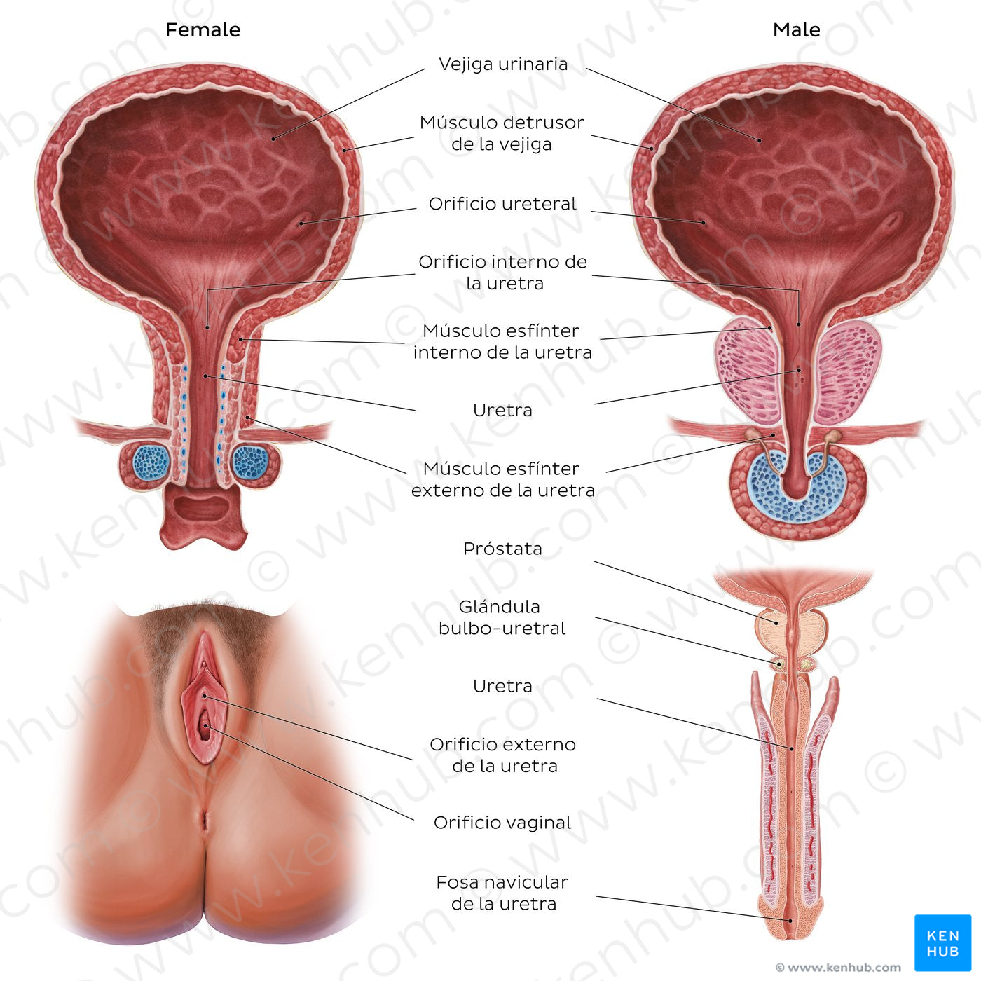 Urinary system - Landmarks (Spanish)