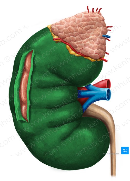 Renal capsule (#2361)