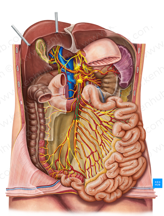 Superior mesenteric plexus (#8008)