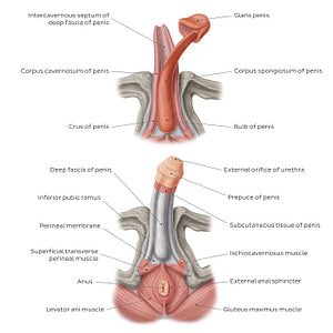 Structure of the penis (English)