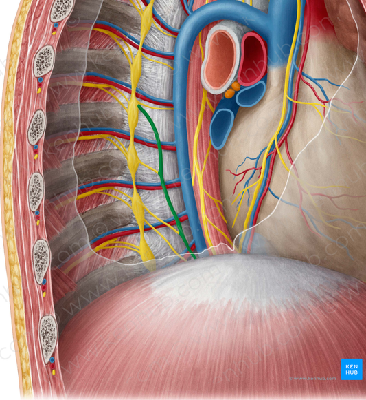 Greater thoracic splanchnic nerve (#6762)