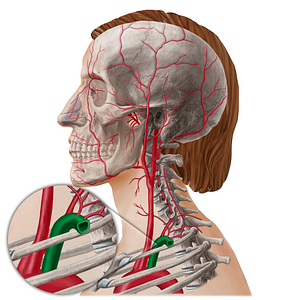 Subclavian artery (#21818)