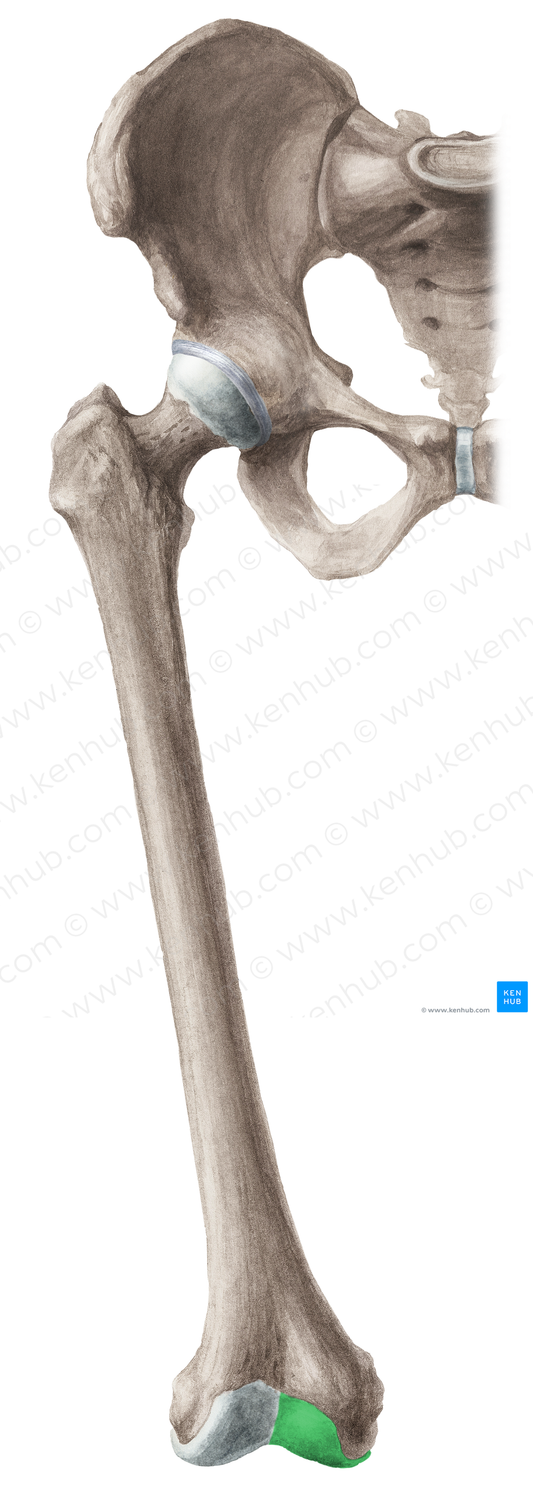 Medial condyle of femur (#16440)