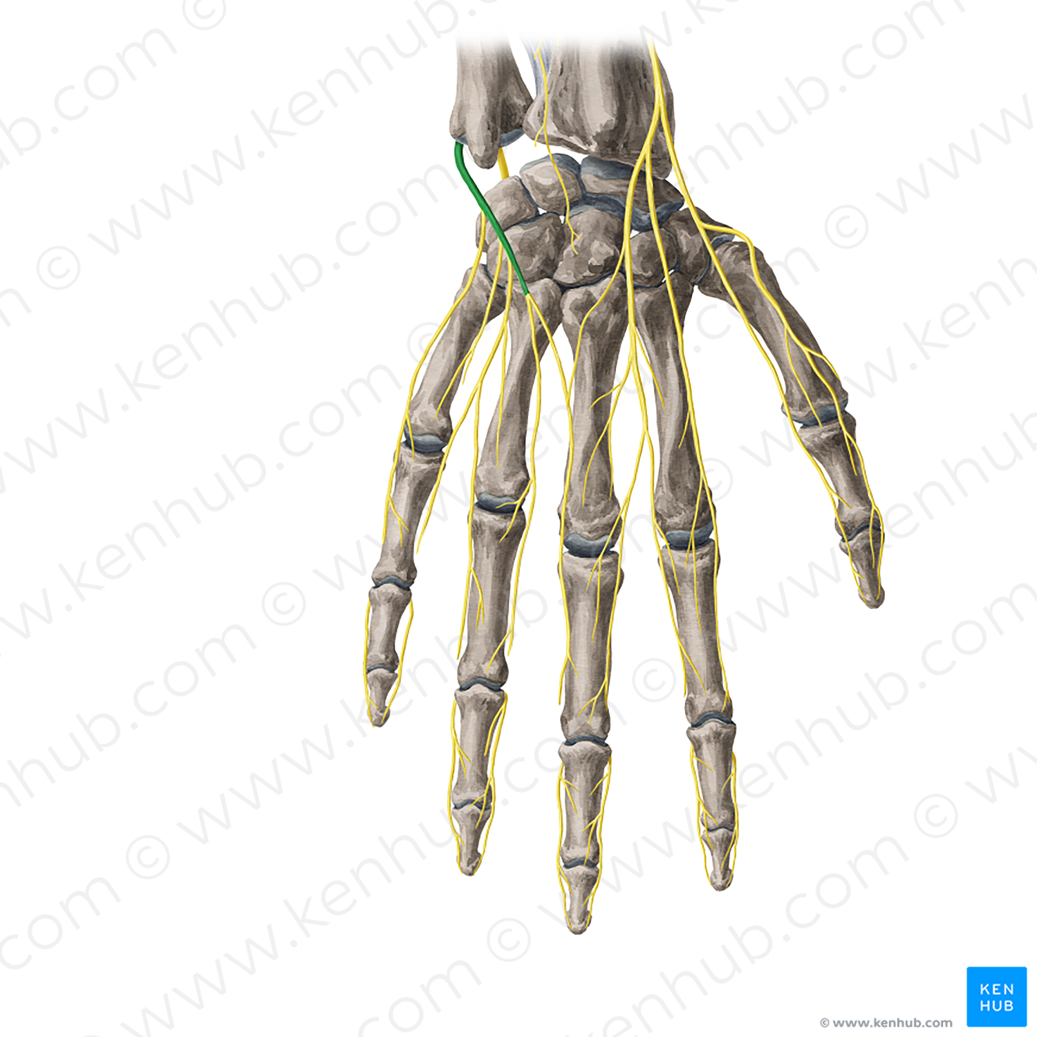 Dorsal branch of ulnar nerve (#8677)