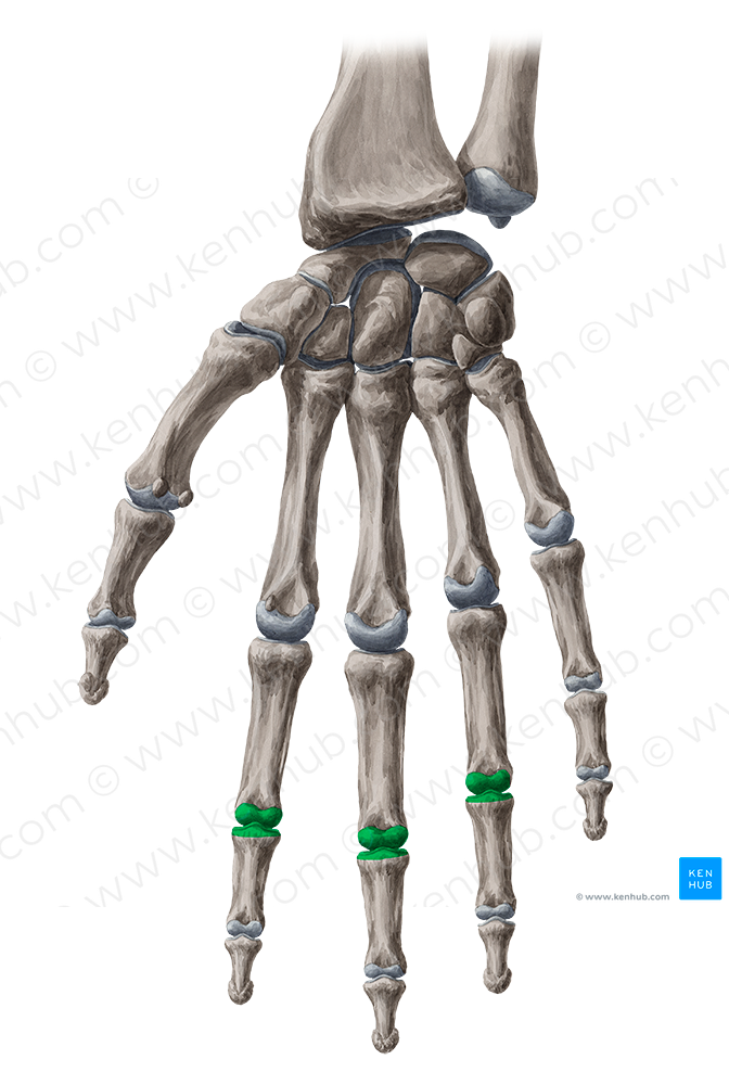 Proximal interphalangeal joints of 2nd-4th fingers (#2052)