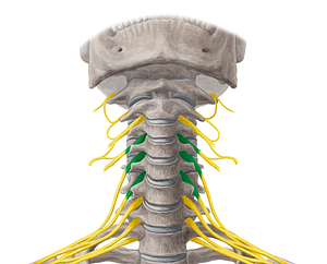 Anterior rami of spinal nerves C4-C6 (#18529)