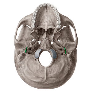 Styloid process of temporal bone (#21534)